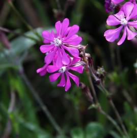 Fotografia da espécie Silene colorata