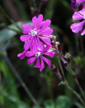 Fotografia 7 da espécie Silene colorata no Jardim Botânico UTAD