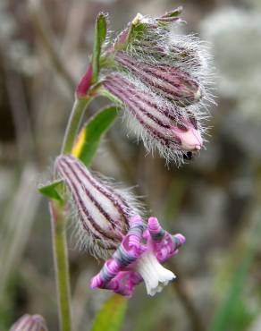 Fotografia 8 da espécie Silene colorata no Jardim Botânico UTAD