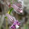 Fotografia 8 da espécie Silene colorata do Jardim Botânico UTAD