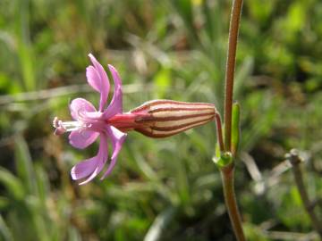 Fotografia da espécie Silene colorata