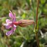 Fotografia 9 da espécie Silene colorata do Jardim Botânico UTAD