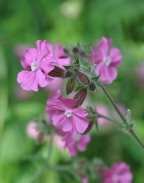 Fotografia 5 da espécie Silene dioica no Jardim Botânico UTAD