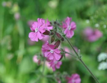 Fotografia da espécie Silene dioica