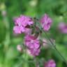 Fotografia 5 da espécie Silene dioica do Jardim Botânico UTAD