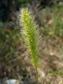 Fotografia da espécie Setaria verticillata