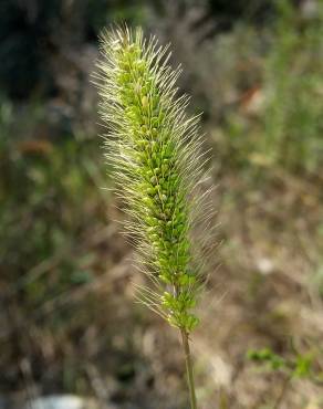 Fotografia 1 da espécie Setaria verticillata no Jardim Botânico UTAD