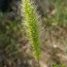 Fotografia 1 da espécie Setaria verticillata do Jardim Botânico UTAD