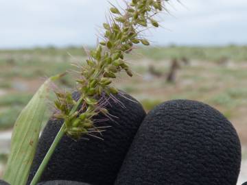 Fotografia da espécie Setaria verticillata