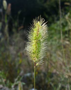 Fotografia 3 da espécie Setaria verticillata no Jardim Botânico UTAD