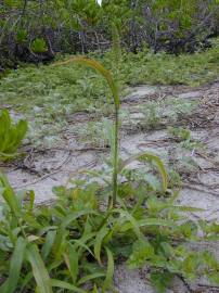 Fotografia da espécie Setaria verticillata