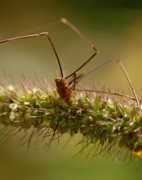 Fotografia 10 da espécie Setaria verticillata no Jardim Botânico UTAD