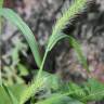 Fotografia 11 da espécie Setaria verticillata do Jardim Botânico UTAD