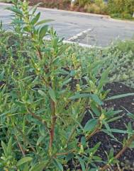 Chenopodium glaucum