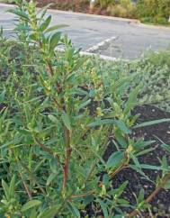 Chenopodium glaucum