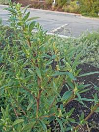 Fotografia da espécie Chenopodium glaucum