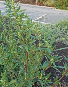 Fotografia 1 da espécie Chenopodium glaucum no Jardim Botânico UTAD