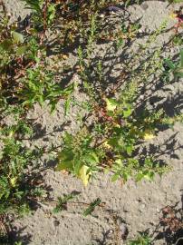 Fotografia da espécie Chenopodium glaucum