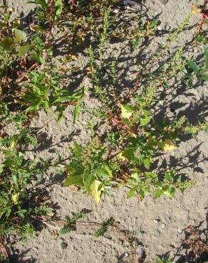 Fotografia 3 da espécie Chenopodium glaucum no Jardim Botânico UTAD