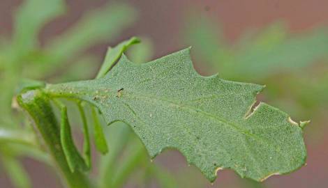 Fotografia da espécie Chenopodium glaucum