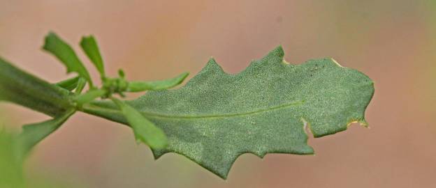 Fotografia da espécie Chenopodium glaucum