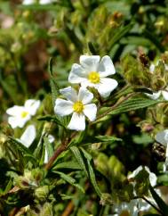 Cistus monspeliensis