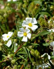 Cistus monspeliensis