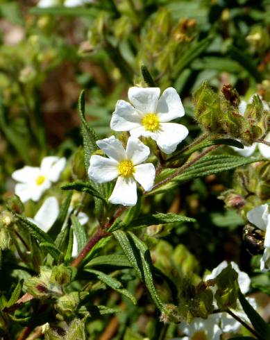 Fotografia de capa Cistus monspeliensis - do Jardim Botânico