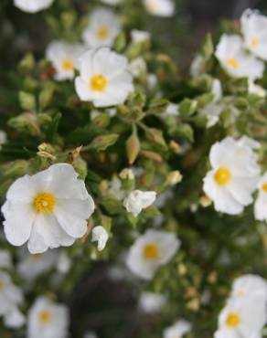 Fotografia 3 da espécie Cistus monspeliensis no Jardim Botânico UTAD