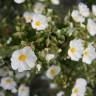 Fotografia 3 da espécie Cistus monspeliensis do Jardim Botânico UTAD