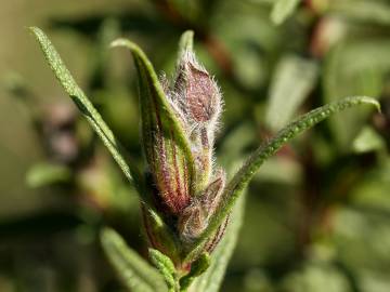 Fotografia da espécie Cistus monspeliensis