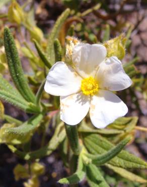 Fotografia 5 da espécie Cistus monspeliensis no Jardim Botânico UTAD