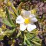 Fotografia 5 da espécie Cistus monspeliensis do Jardim Botânico UTAD