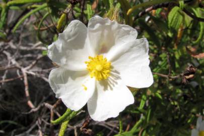 Fotografia da espécie Cistus monspeliensis