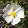 Fotografia 7 da espécie Cistus monspeliensis do Jardim Botânico UTAD