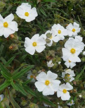 Fotografia 8 da espécie Cistus monspeliensis no Jardim Botânico UTAD