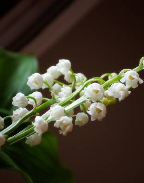 Fotografia 7 da espécie Convallaria majalis no Jardim Botânico UTAD