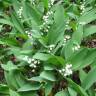 Fotografia 12 da espécie Convallaria majalis do Jardim Botânico UTAD