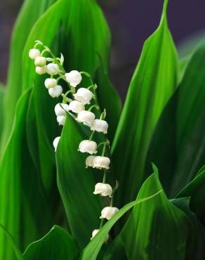 Fotografia 1 da espécie Convallaria majalis no Jardim Botânico UTAD