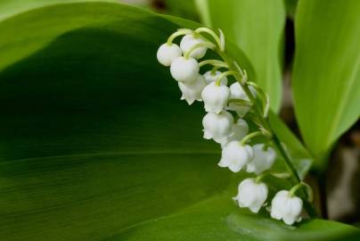 Fotografia da espécie Convallaria majalis