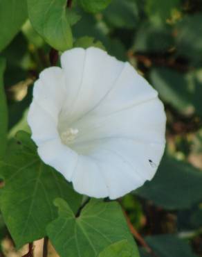 Fotografia 6 da espécie Convolvulus arvensis var. arvensis no Jardim Botânico UTAD