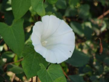 Fotografia da espécie Convolvulus arvensis var. arvensis