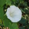 Fotografia 6 da espécie Convolvulus arvensis var. arvensis do Jardim Botânico UTAD