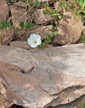 Fotografia 8 da espécie Convolvulus arvensis var. arvensis no Jardim Botânico UTAD