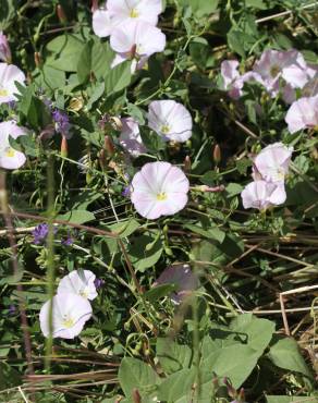 Fotografia 9 da espécie Convolvulus arvensis var. arvensis no Jardim Botânico UTAD