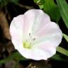 Fotografia 10 da espécie Convolvulus arvensis var. arvensis do Jardim Botânico UTAD