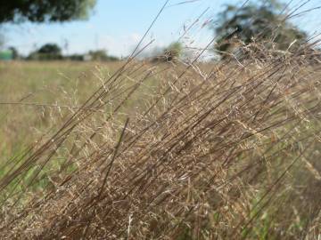 Fotografia da espécie Corynephorus canescens