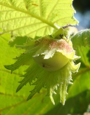 Fotografia 8 da espécie Corylus avellana no Jardim Botânico UTAD