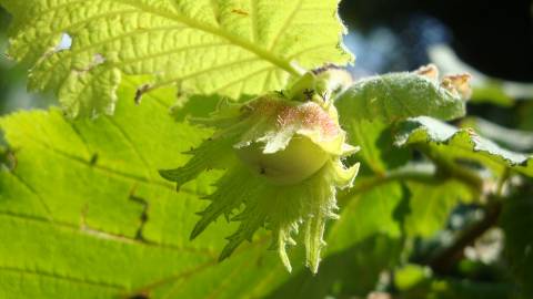 Fotografia da espécie Corylus avellana