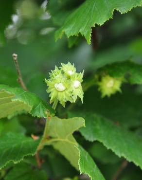 Fotografia 9 da espécie Corylus avellana no Jardim Botânico UTAD